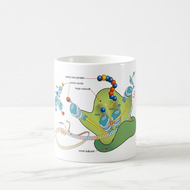 Mug Diagramme des molécules d'ARNm d'ARNt et de protéi (Centre)