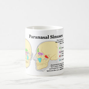 Mug Diagramme des sinus de Paranasal humains