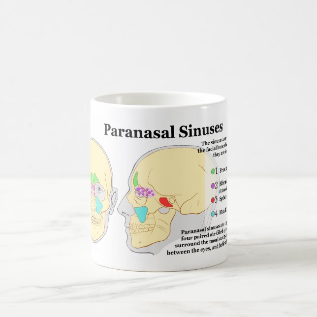 Mug Diagramme des sinus de Paranasal humains (Centre)