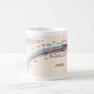 Mug Diagramme d'une larve d'espèces de lamproie de me