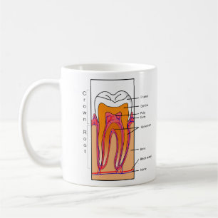 Mug Diagramme en coupe d'une dent humaine