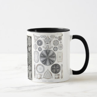 Mug diatomée, diatomée, navicula