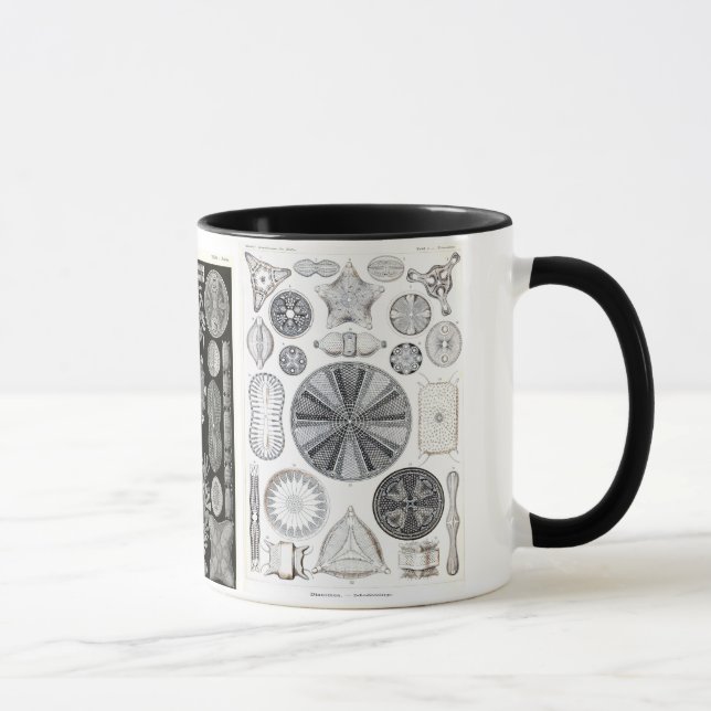 Mug diatomée, diatomée, navicula (Droite)
