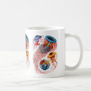 Mug Discomedusae