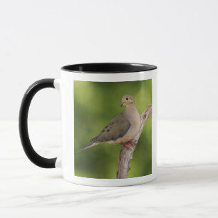 Mug Dove de deuil, Zenaida macroura