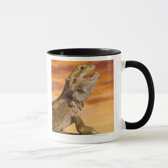 Mug Dragon barbu (Pogona Vitticeps) sur la roche, (Droite)