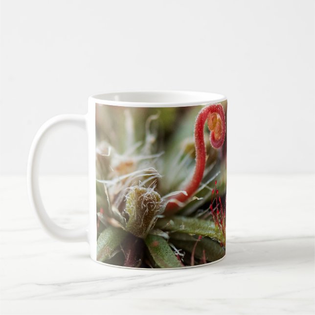 Mug Drosera Capillaris (Gauche)
