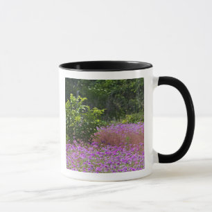 Mug Drummond Phlox, Phlox drummondi, Hilton Head