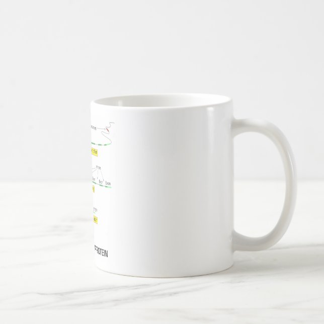 Mug Du gène à la protéine (Droite)