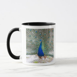 Mug Dubrovnik, Croatie, île de Lokrum, colorée