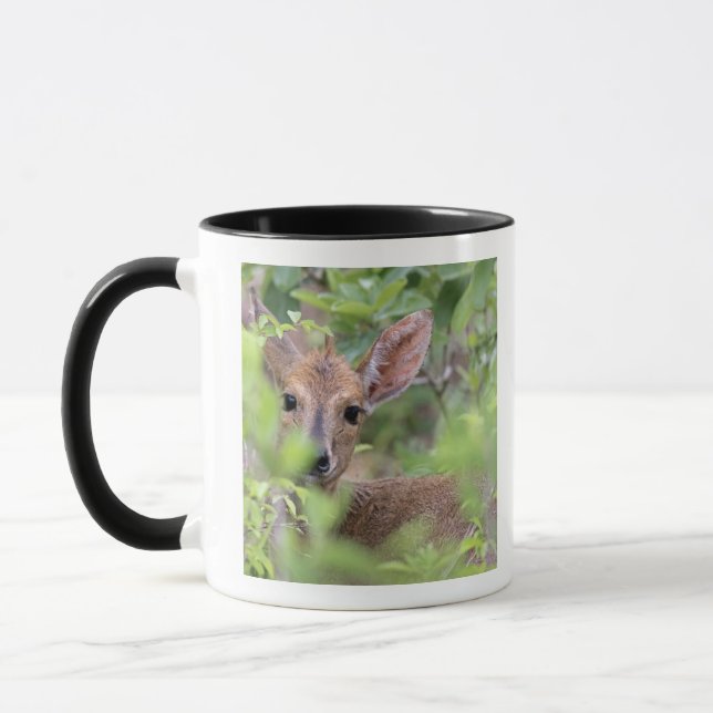 Mug Duiker gris (grimmia de Sylvicapra) se cachant (Gauche)