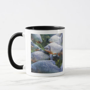 Mug École des piranhas (nattereri de Pygocentrus)