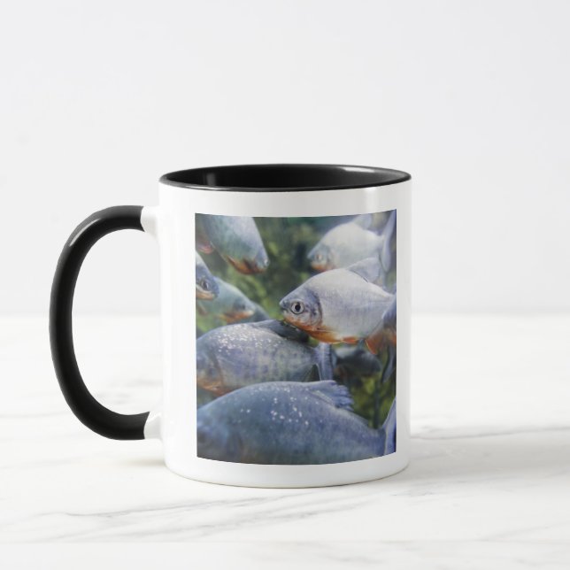 Mug École des piranhas (nattereri de Pygocentrus) (Gauche)