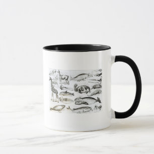 Mug Edentata de cétacé