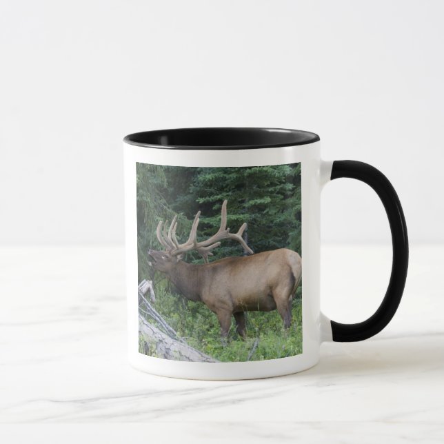 Mug Élan bugling dans le parc national de Banff, Canad (Droite)