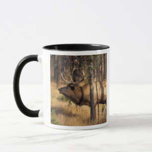 Mug élan, Cervus elaphus, taureau claironne dans un br