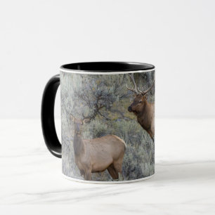 Mug Élan mâle   Parc national de Yellowstone, Wyoming