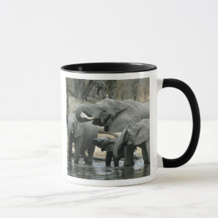 Mug Eléphant africain, (Loxodonta africana), boire
