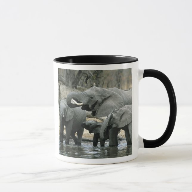 Mug Eléphant africain, (Loxodonta africana), boire (Droite)