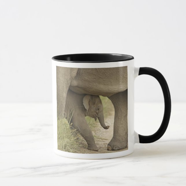 Mug Éléphant indien / asiatique et jeune, Corbett (Droite)
