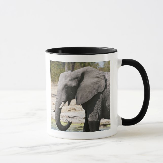 Mug Éléphant (Loxodonta africana), chenal Savute (Droite)