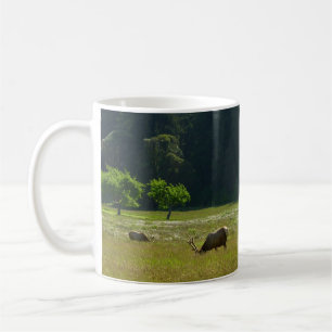 Mug Elk Meadow at Redwood National Park