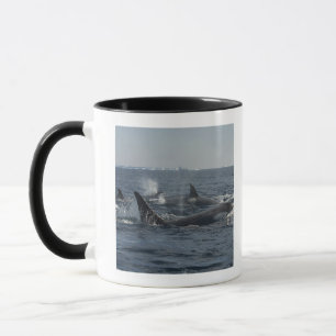Mug épaulard