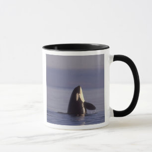 Mug Épaulard (Orque orcinus) en spyhopping près