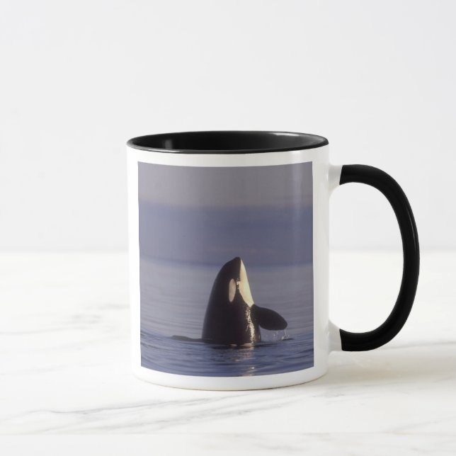 Mug Épaulard (Orque orcinus) en spyhopping près (Droite)