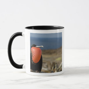 Mug Équateur, Galapagos, Île Genovesa. Prince