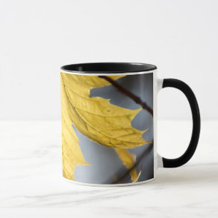 Mug Érable à sucre, automne