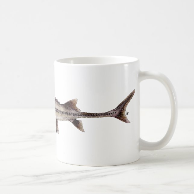 Mug Esturgeon pâlot - albus de Scaphirhynchus (Droite)