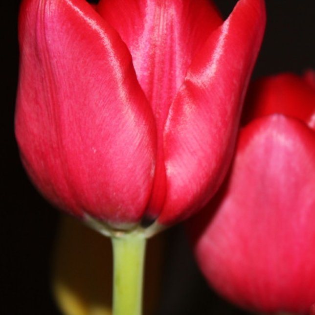 Mug Étang perse (Créateur téléchargé)