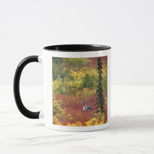 Mug États-Unis, Alaska, Parc national de Denali. Carib (Gauche)