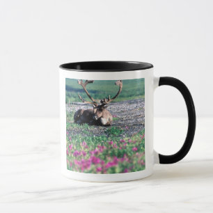 Mug États-Unis, Alaska, Parc national Denali, Caribou