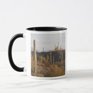 Mug États-Unis, Arizona, désert de Sonoran, Ajo, Ajo