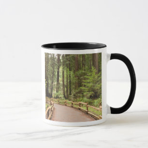 Mug États-Unis, Californie, comté de Marin, Muir Woo