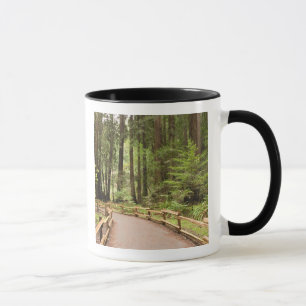 Mug États-Unis, Californie, comté de Marin, Muir Woods
