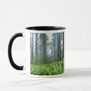 Mug États-Unis, Californie, Redwood NP. Arbres séduisa