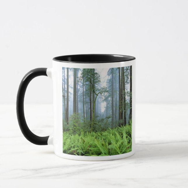 Mug États-Unis, Californie, Redwood NP. Arbres séduisa (Gauche)