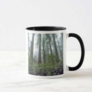 Mug États-Unis, Californie, Redwood NP. Le brouillard