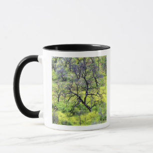 Mug États-Unis, Californie, San Diego. Une forêt de ch