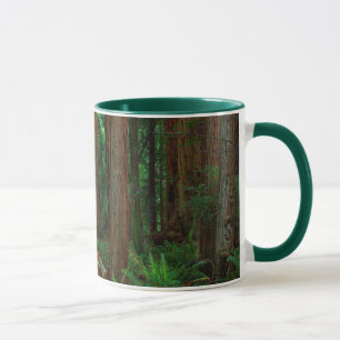Mug États-Unis, Californie. Sentier parmi les séquoias