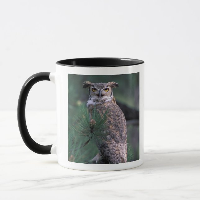Mug États-Unis, CO, Colorado Springs. Grand-duc d'Amér (Gauche)