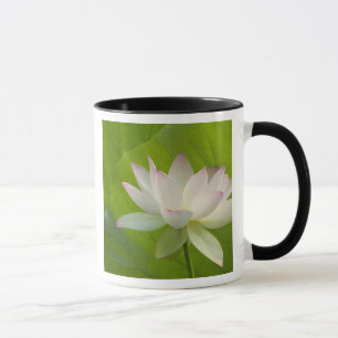 Mug États-Unis, DC, Washington, Kenilworth Aquatic