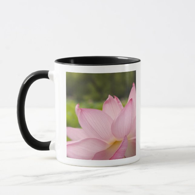 Mug États-Unis, DC, Washington, Kenilworth Aquatic 2 (Gauche)