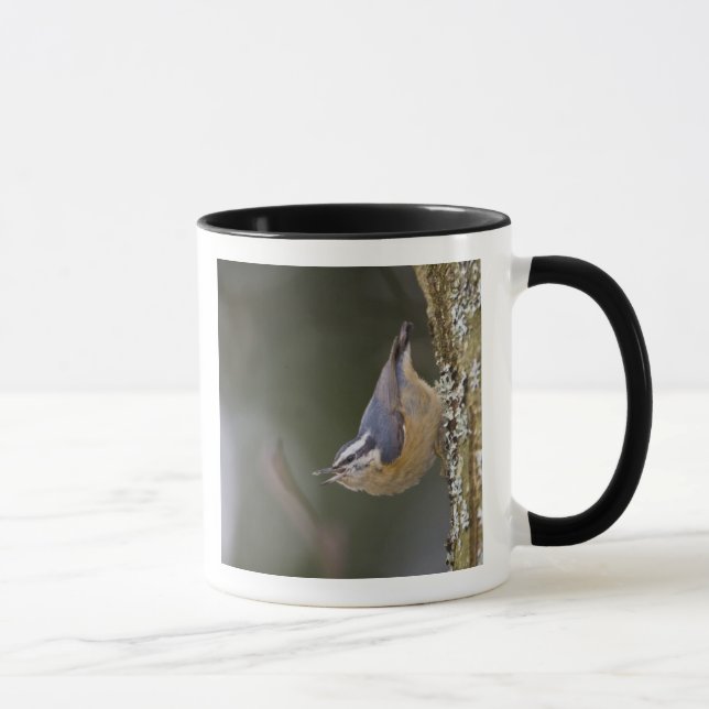 Mug États-Unis, État de Washington, Sittelle à poitrin (Droite)