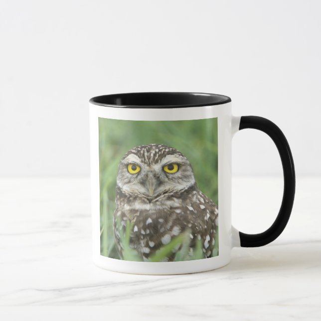Mug États-Unis, Floride, Cape Coral, Chevêche des terr (Droite)
