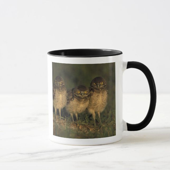 Mug États-Unis, Floride, Cape Coral. Trois hiboux des  (Droite)