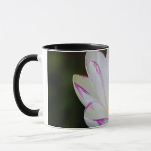 Mug États-Unis, Géorgie, Savannah, fleurs de lotus